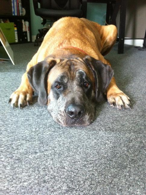 jstodder's tweet image. Hi Moose! :o)