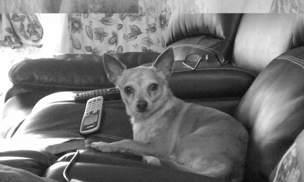 My name is Buddy &amp; when I'm not sleeping I like to harass cats,hump my bed,&amp; chase flies.  :)