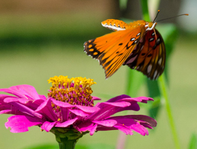 katkramer's tweet photo. Great year for butterflies. Gulf Fritillary photo http://t.co/ntCVn6JL