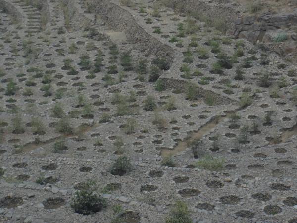 RedTreeTrading's tweet image. Innovative irrigation setup for the coffee bushes of Al Dh'im in Yemen. #yemencoffee