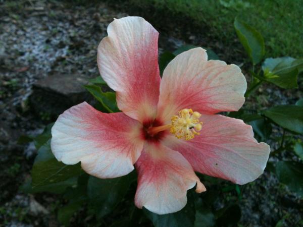 xXDXx's tweet photo. Memory flowers http://t.co/xcMhCwQz