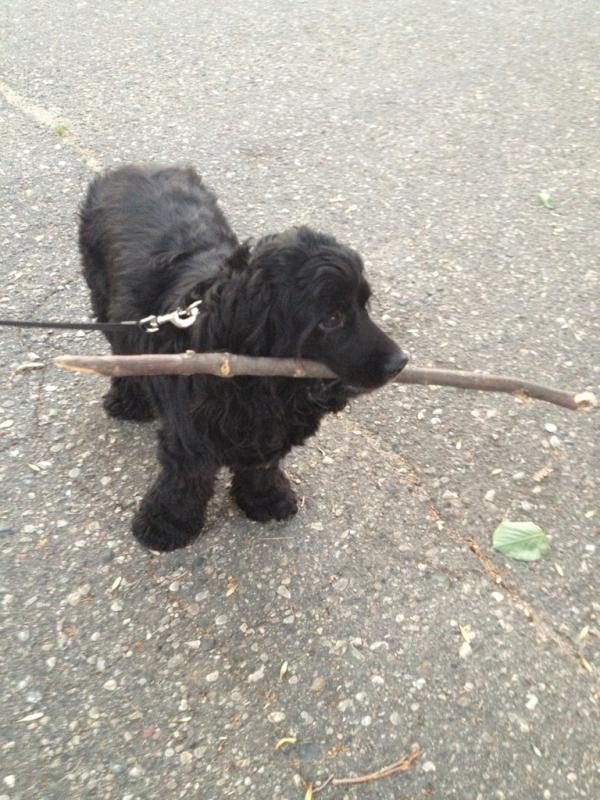 Boo_Plessner's tweet photo. I LIKE BIG BROWN STICKS IN MY
MOUTH http://t.co/KLyZBmCQ