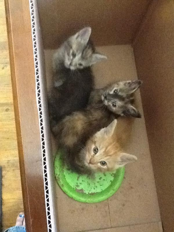 AndersonKiera's tweet photo. I gots kittens &amp; cable! http://t.co/SAjlgweo