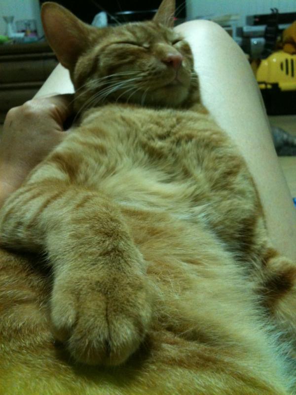 sooomeee2012's tweet photo. 허벅지 두꺼운 주인 둬서 조쿤... zzz http://t.co/HK0jqrME