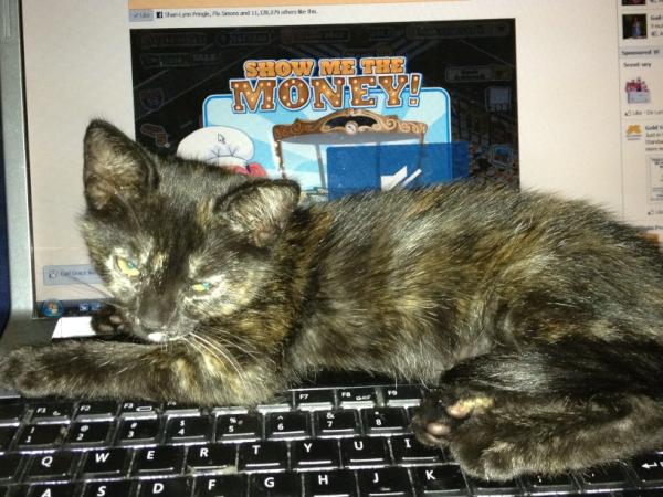 Shari-Lynn 🇧🇲 tweet media