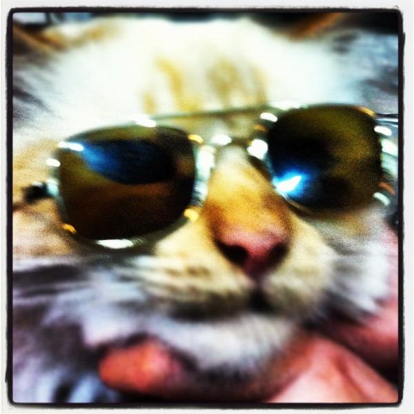 davidjacko90's tweet image. @lucy_meck #elviscat #catinglasses 
ELVIS CAT!!