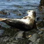 Photo by Cerrigwen & Highbank Cottages, Little Haven, Pembs (@cerrigwen)