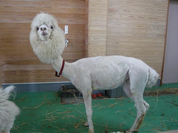 FollowMeForLawz's tweet photo. If anyones feeling down heres a picture of a shaved lama to cheer you up. http://t.co/pILTFMMl