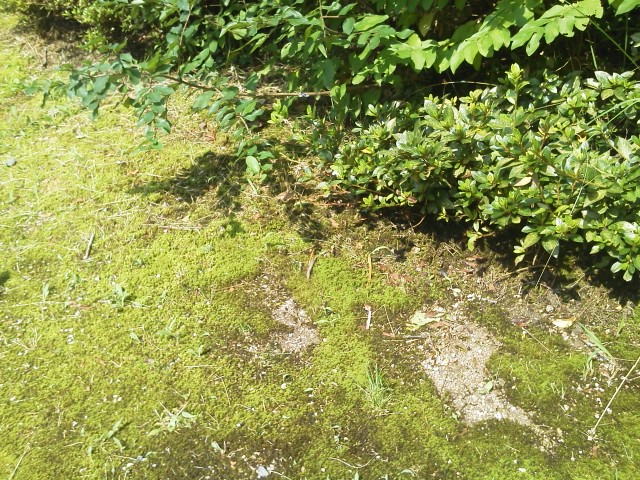苔が生えないようにする方法 庭の苔対策はこれで決まり おすすめの方法を紹介