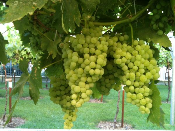 Bağcılar Belediyesi Üzüm Bağı görülmeye değer...