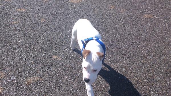 Fairyland8's tweet image. @TheDogStatus My pit pup on a walk