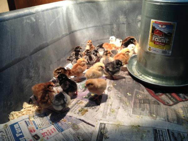 Heritage breed chicks arrived this morning. They hatched yesterday at 10am