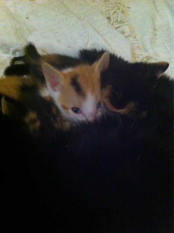 PSPCA Kids4Kats tweet media