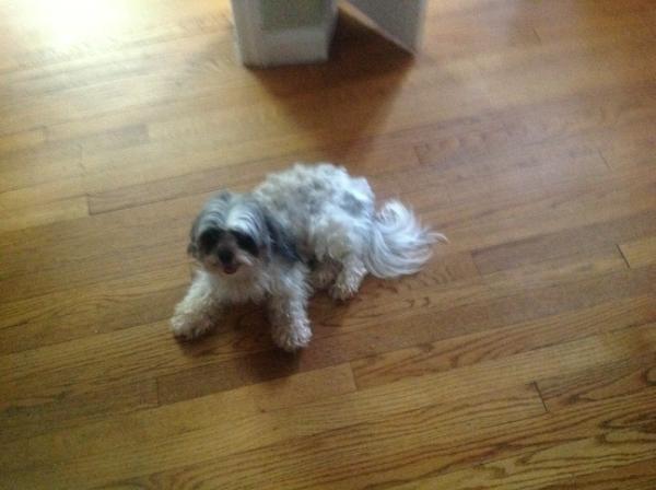Shonfeld's tweet photo. Found the sweetest dog, Hollis hills ny. Looking for owner http://t.co/2vgq36uX
