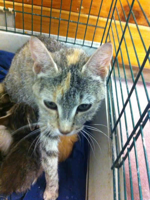 PSPCA Kids4Kats tweet media