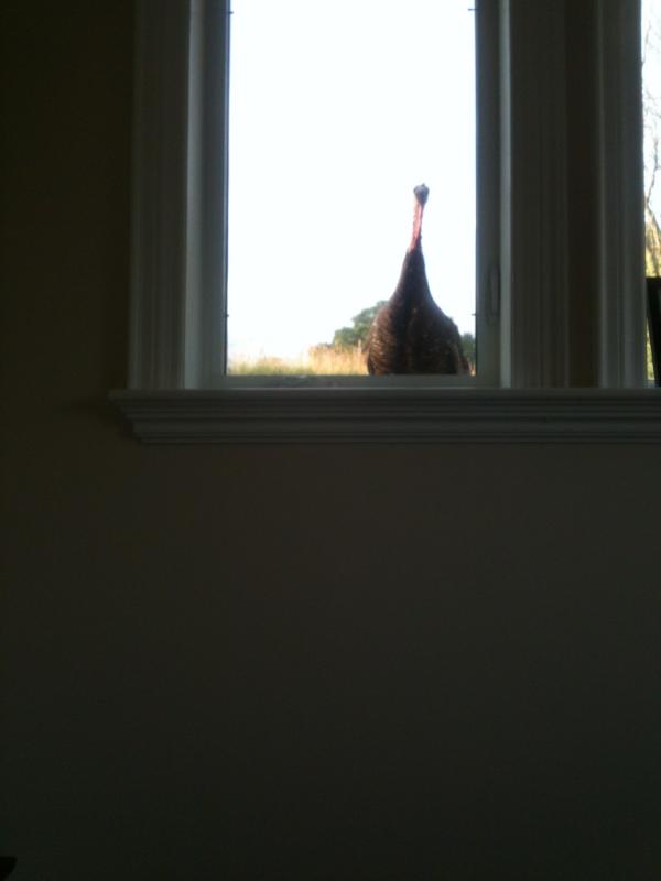 jessicalaurenza's tweet image. i woke up to this at my window... #countryproblems