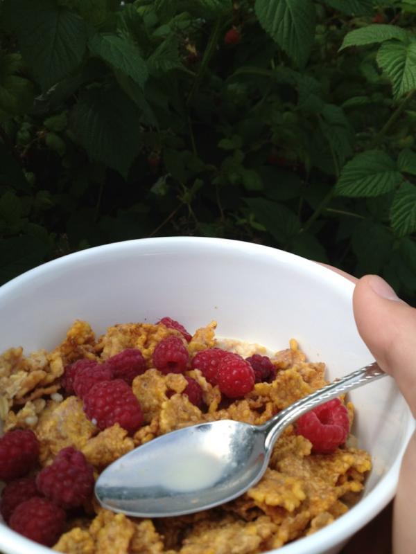 IdLikeTa's tweet image. #FruitLoving #RaspberryPicking