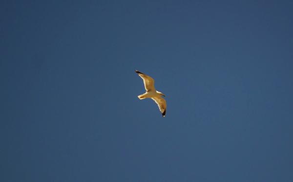 weird seagull keeps flying over me at the beach- officially decided that they are as bad as pigeons! #scared