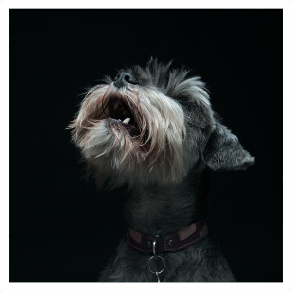 Growler_London's tweet photo. Amazing dog photog Gerrard Gethings joins the Growler pack. Woof! http://t.co/v56C1bAx