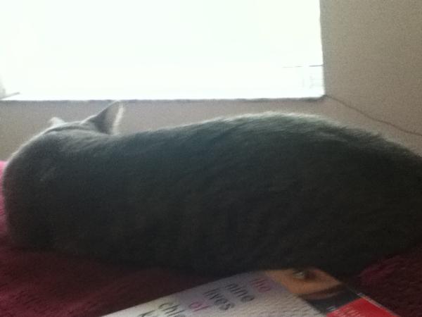 BeastsAndBooks's tweet image. I need to charge my iPod... But there's a cat between me and my charger... #catworldproblems