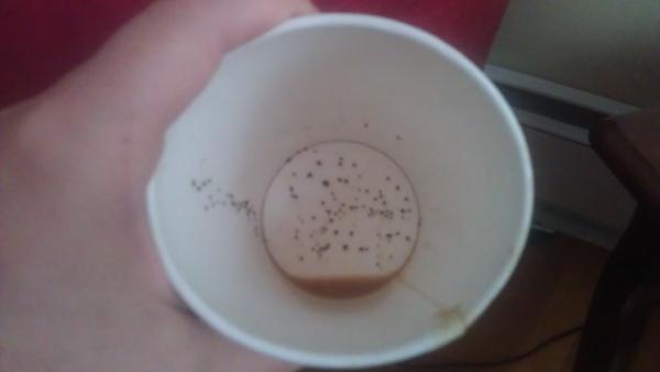cindyann_89's tweet image. Nothing like a mouthful of grinds, @TimHortons 

#timhortonsproblems #vom