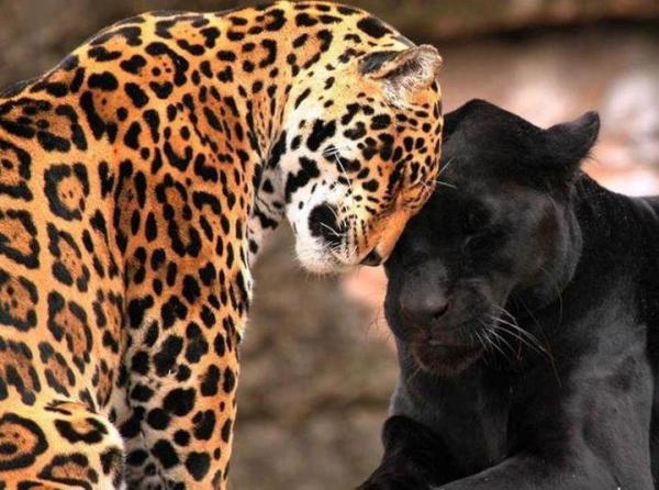 Название животных парами. Ягуар леопард Пума. Пантера Пума Ягуар гепард. Леопард Ягуар пантера. Пантера Ягуар гепард.