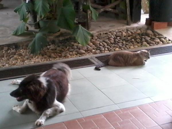 Empyreana's tweet image. @thedogstatus @thecatstatus My #dog n #cat on a typical Sunday afternoon.