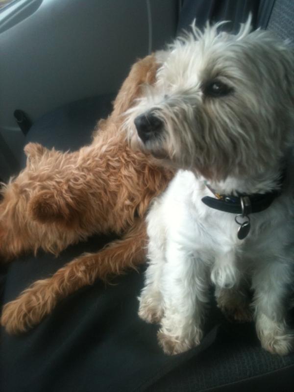 jesvandoorn's tweet photo. Toch wel weer erg leuk, invallen bij de hondjes :) http://t.co/mVHkg79O