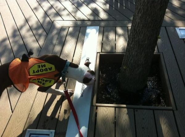 Monster_Milers's tweet photo. Roman @phillypaws OC scopes out sprinklers at Race Street Pier @FriendsofRSP on a run w #Miler Rebecca http://t.co/lpkKK2ae