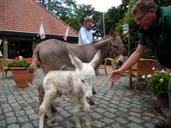Vannacht geboren, kerngezond, levendig en dorstig: FLUAS! Zachte witte vacht, grote ezelsoren, aalstreep over de rug.
