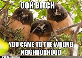 JGoas18's tweet photo. @a_dub2 owl out bro http://t.co/xsDUH5Vk