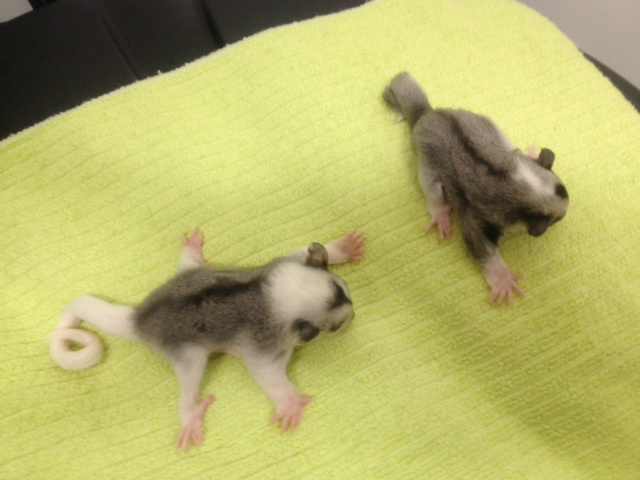Glider Pets GliderPets X