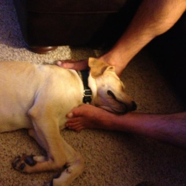 TuckProblems's tweet image. Dad&apos;s feet make the best pillows #spoileddoglife