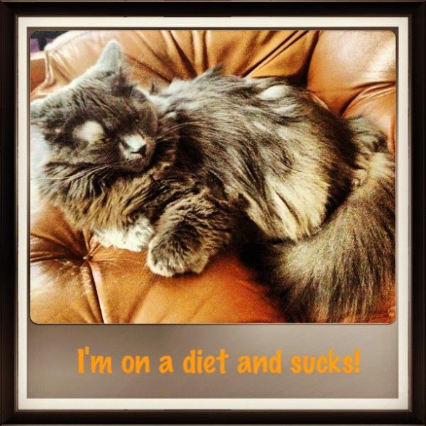 mycutecats's tweet photo. My baby needs to lose 5lbs! http://t.co/r8muJRXr