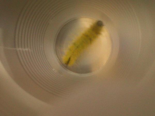 BonMille's tweet image. This is fluffy, the caterpillar I caught! ^.^ #SoProud #TransformationButterfly #InEffect