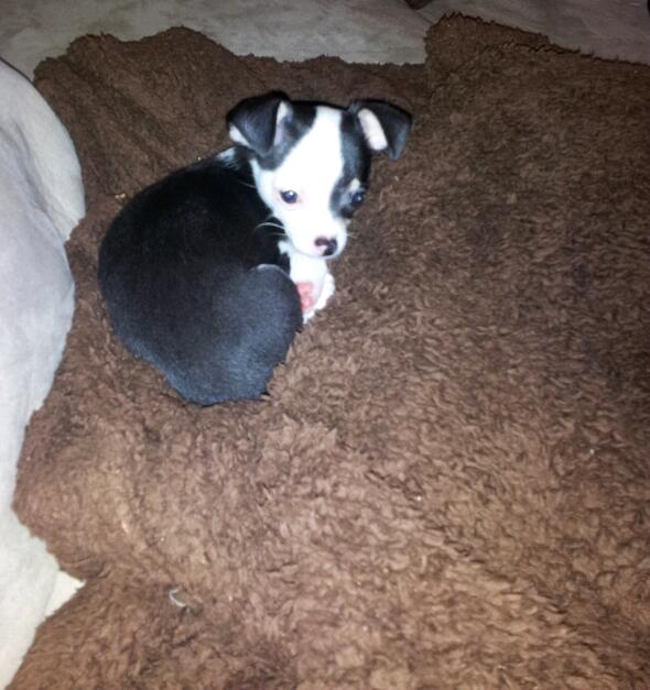 My new puppy http://t.co/TUhB4oBW<a href="/tag/tuesdaytease"class="tags"><span>#tuesdaytease</span></a>