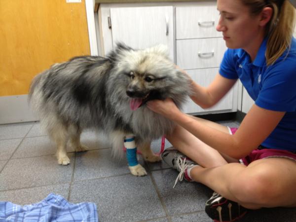 GayTed's tweet photo. In the dog hospital.  Feeling like shit.  #woof http://t.co/GEOa91lk
