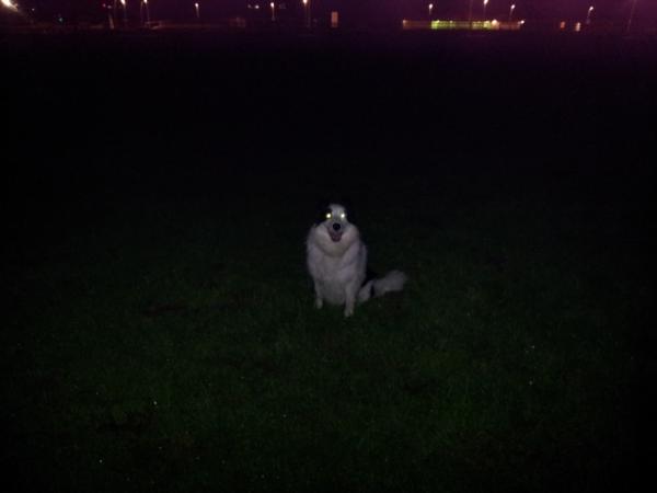 desthecat's tweet image. Stuck on a shed roof, with this arsehole staring at me