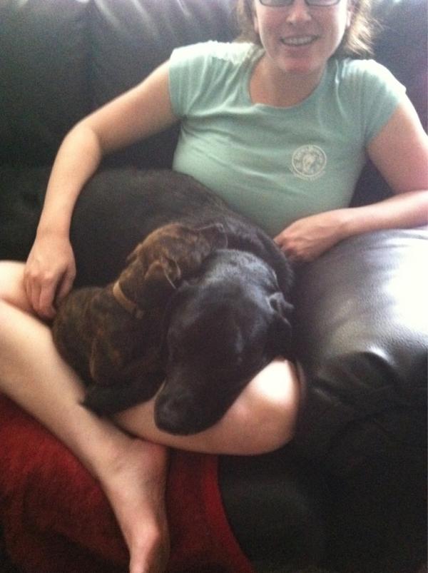 kidbell's tweet photo. Big dogs always think they are small and small dogs think they're big....people aren't the only ones with body issues http://t.co/yLB8EDTw