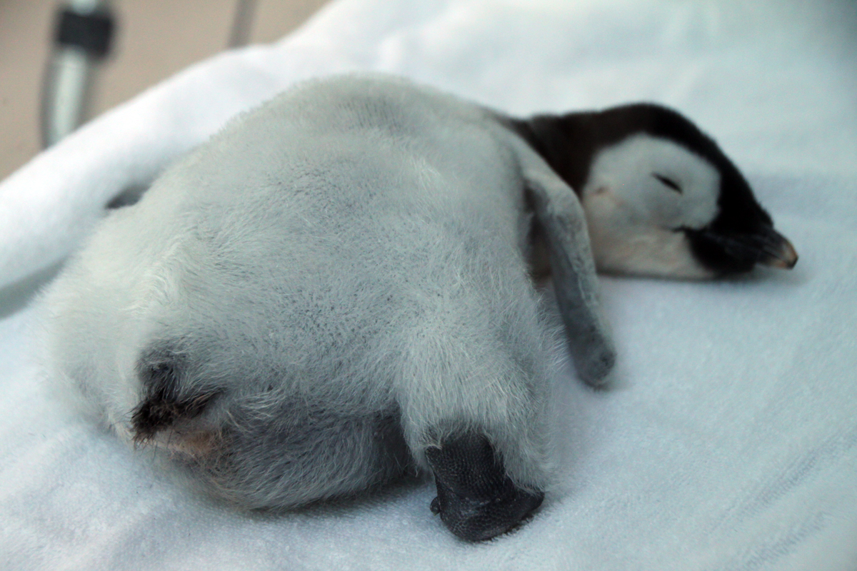 スタッフm 皇帝ペンギンの雛の可愛さは もうどうしようもない感じで可愛いと思うのですよ ペンギンおしり祭り Http T Co 44sipxmd スタッフm 皇帝ペンギンの雛の可愛さは もうどうしようもない感じで可愛いと思うのですよ ペンギンおしり祭り Http T Co 44sipxmd