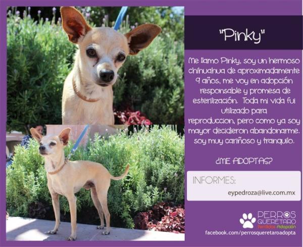 AdoptaQro's tweet photo. Adopta a PINKY! #QUERETARO http://t.co/gXNqiWw7