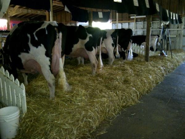 Southview Dairy string at Morris Summer Show.