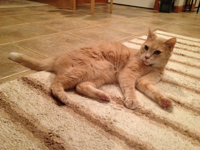 #fortunate to have such a great support system. RIP Creamsicle, so grateful to have had a pet like you<a href="/tag/fortunate"class="tags">#fortunate</a>