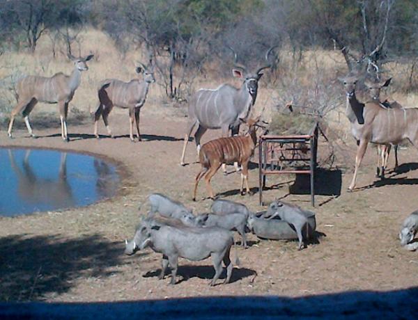 Selfheating's tweet image. Photo's from Nyala Hide Paradise Valley Bow Hunting Farm South Africa