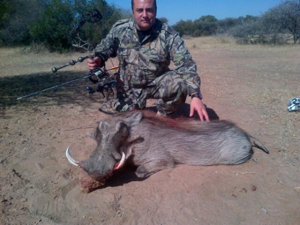 Selfheating's tweet image. Bow Hunting South Africa- Giant Warthog shot with a Bowtech