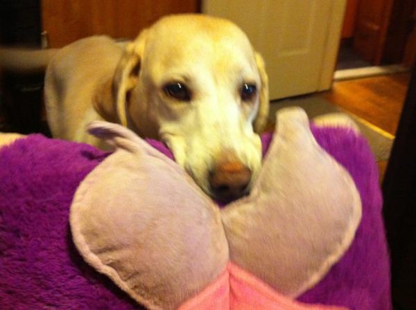 MatthewUlmer29's tweet image. Might be my fav yet: @RonSansone #SearchLab offers tribute to @klout in hopes of being declared influential 4 #DogToys