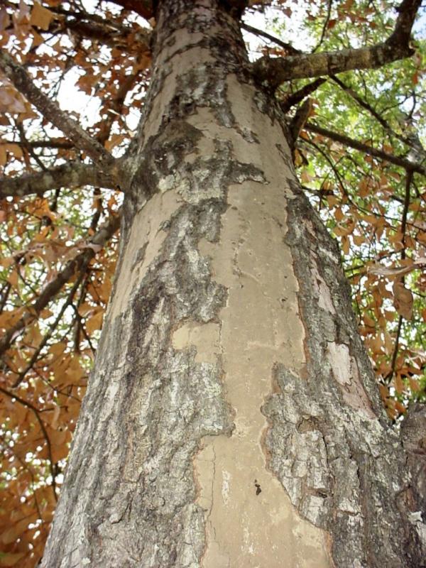 texasdrought's tweet photo. What's really killing Texas trees? http://t.co/NsLLQiWU http://t.co/cA75hSen