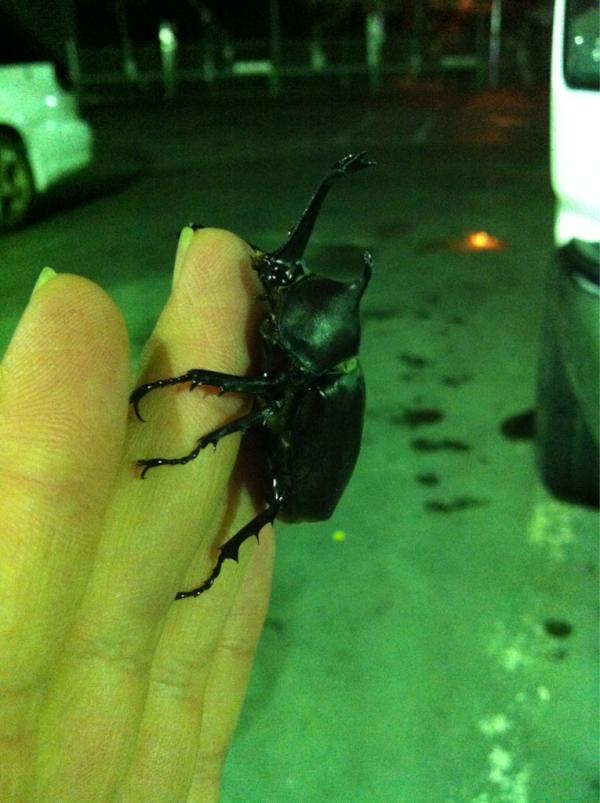Airmap's tweet photo. カブトムシが飛んできた💡 http://t.co/6GEprSK5