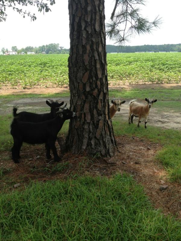 RefineMarketing's tweet photo. Country life. Happy to be home for a few days! http://t.co/rzw0VLSk