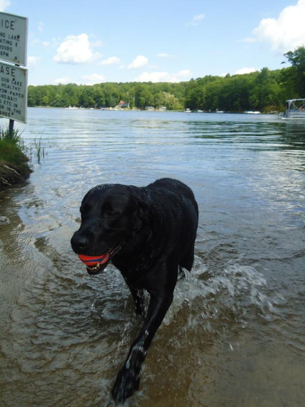D_Ogles's tweet image. @TheDogStatus My Sable coming out of her swimming hole!
